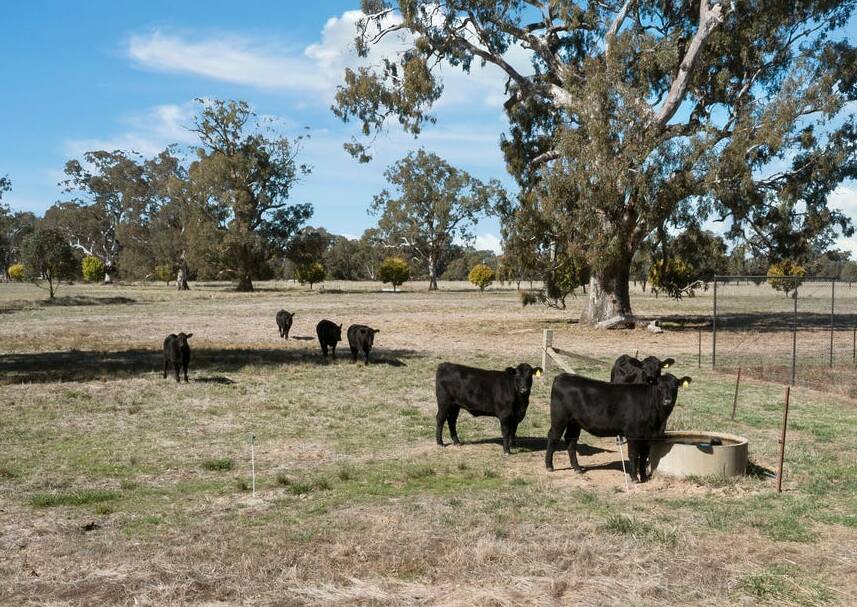 More than $1.3m expected for auction of Benalla lifestyle farm