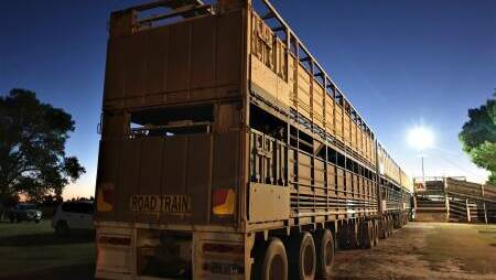 Australia's peak livestock transporter body is refreshing its animal welfare accreditation module. Picture by Sally Gall