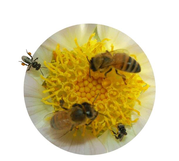 It's World Bee Day: in Australia at least 53 crops rely to some extent on bees. Picture supplied by the Wheen Been Foundation.