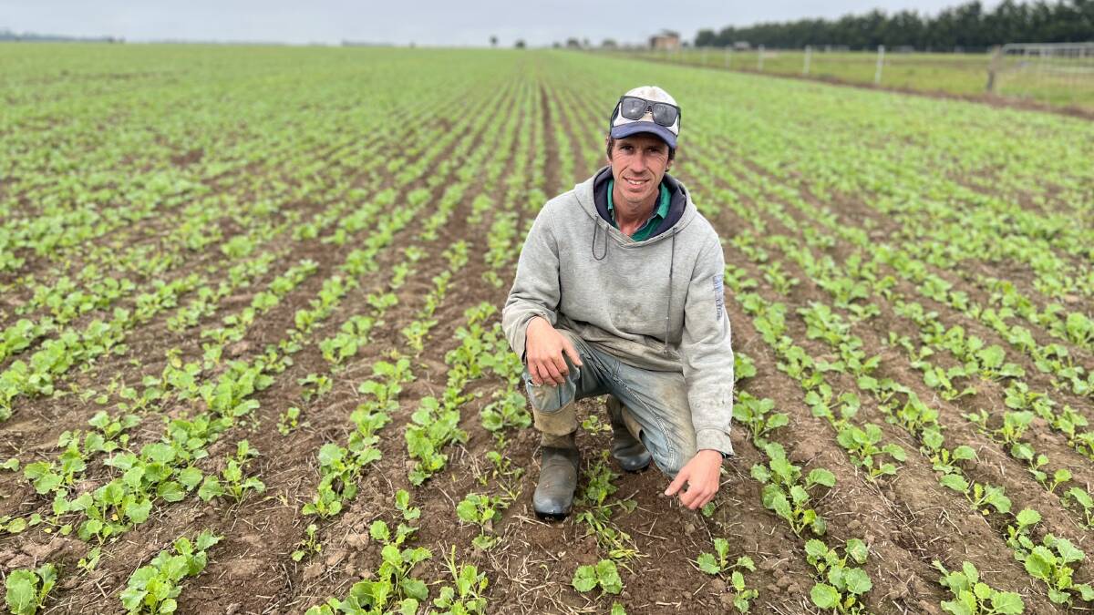 TIMING AND SPECIES: Ton van Dijk sowed canola in the first half of April into the paddock he grew a multispecies crop over summer, as part of Gippsland Agricultural Group's relay cropping trial.