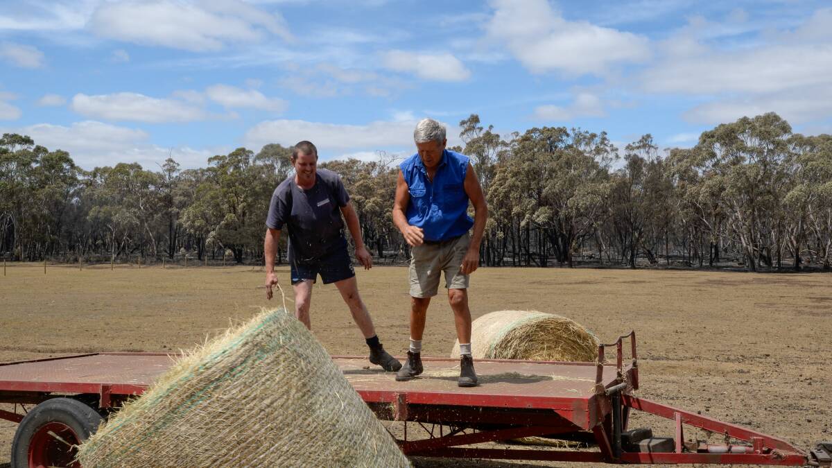 FIRE HELP: Local farmer Graeme Burnham delivering free feed to the Eustace family in Pryor's Rd, Scotsburn. Their sheds and feed were destroyed in the Scotsburn fire. Photo: Penny Stephens. 
