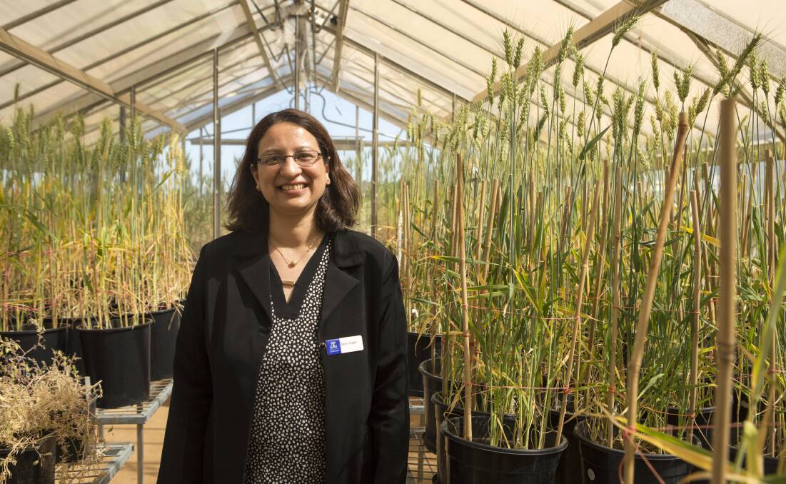 DOOKIE DAY: Dr Dorin Gupta, Dookie campus researcher, was one of the academics on hand at the Dookie campus open day, to show her work on disease-resistant crops.