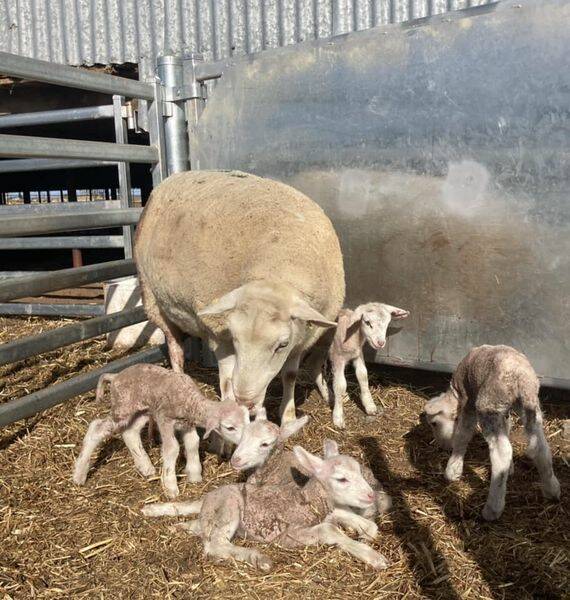 Mertex, Antwerp, has seen another set of five lambs born to one of its White Suffolk ewes, just 12 months after one of its ewes dropped quintuplets. Picture supplied by Tim Jorgensen