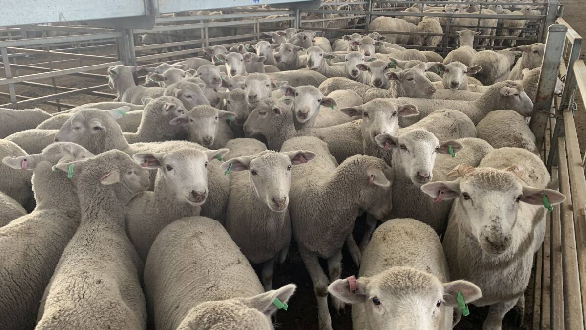 SHEEP TAGS: During December last year, about one million electronic NLIS (Sheep) tags were read in Victorian saleyards and abattoirs.