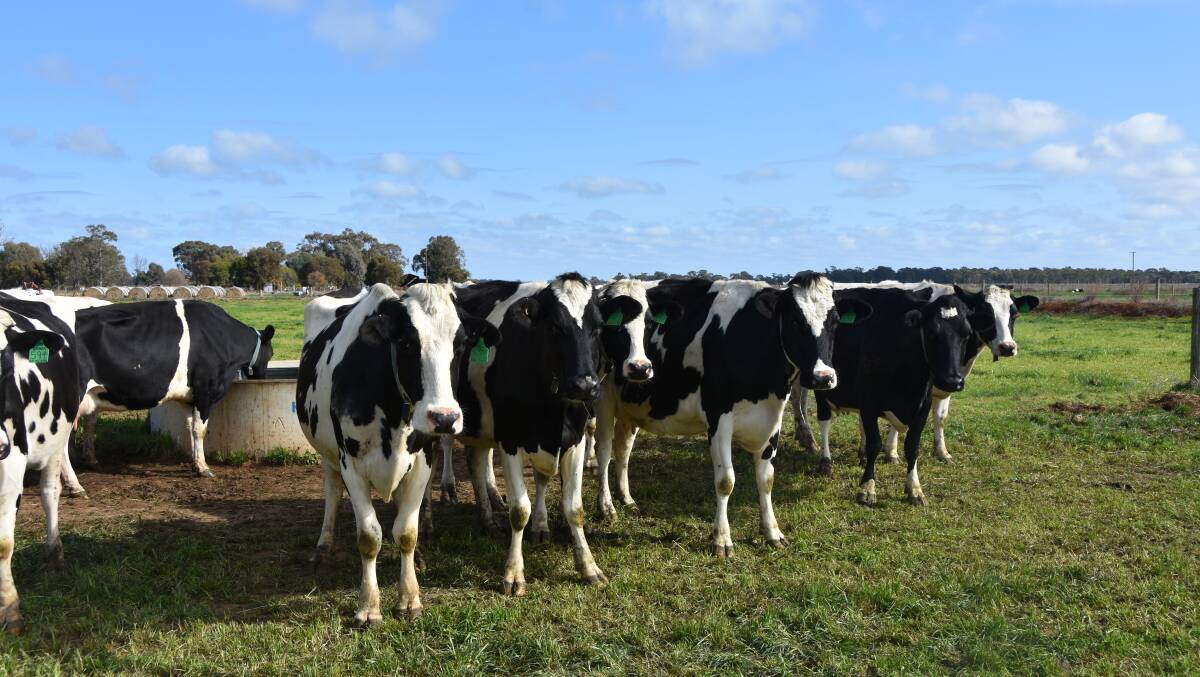 MILK PRICE: There's been a mixed reaction to Saputo Dairy Australia's decision to hold its current average milk price, at least until next month.