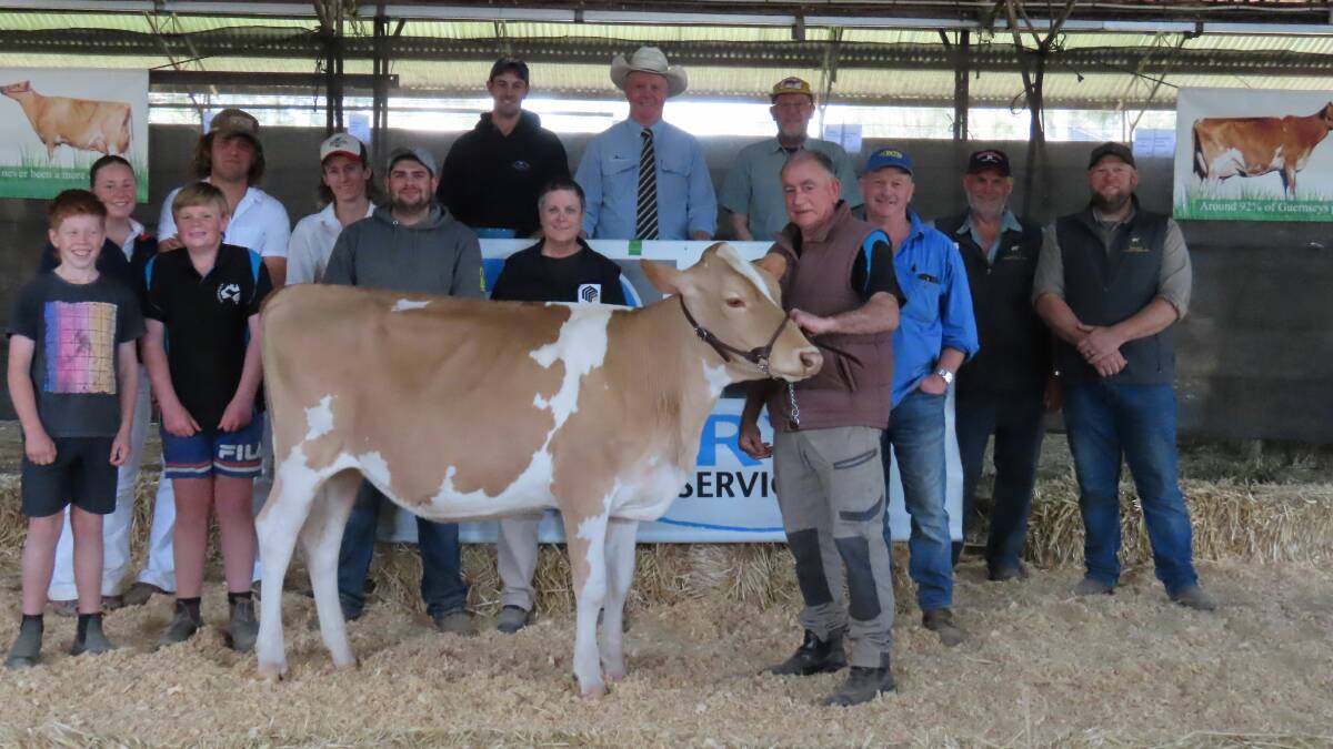 Record priced unjoined Guernsey heifer Glamorous Kakadu Barbell, is held by event organiser Darby Norris, with his sale crew and DLS livestock agents. Picture supplied