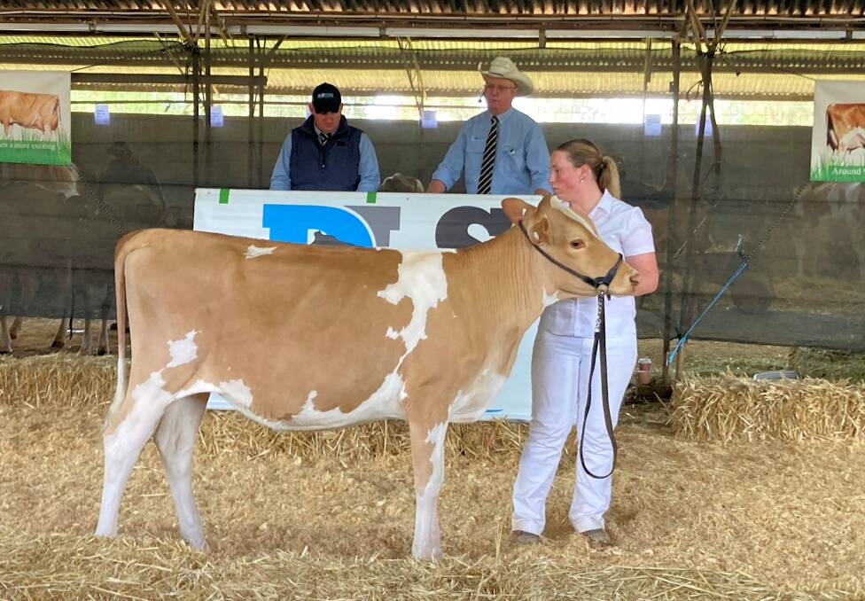 Glamorous Kakadu Barbell sets a new Guernsey record price of $17,000 for DLS agents Ben Minogue and Brian Leslie, paraded by young Guernsey breeder Kaitlyn Joyce. Picture supplied