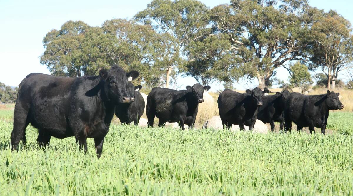 Using genetics from Millah Murrah Angus, with a focus on strong maternal traits, has been a big impact in the Inglebrae herd. Picture supplied