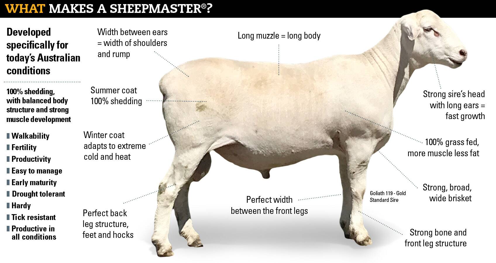 The Essential Senreve Size Comparison For Shrewd Maestra Buyers - the  primpy sheep