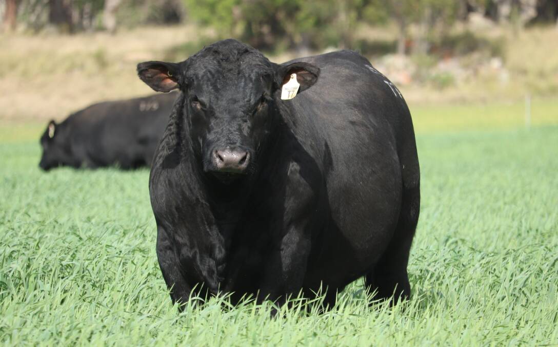 Lot 18, Kruse Time, a son of Millah Murrah Kruze Time N177, is suitable for heifers, with plenty of thickness and carcase, good skin, as well as good figures for calving ease and birthweight. Picture supplied