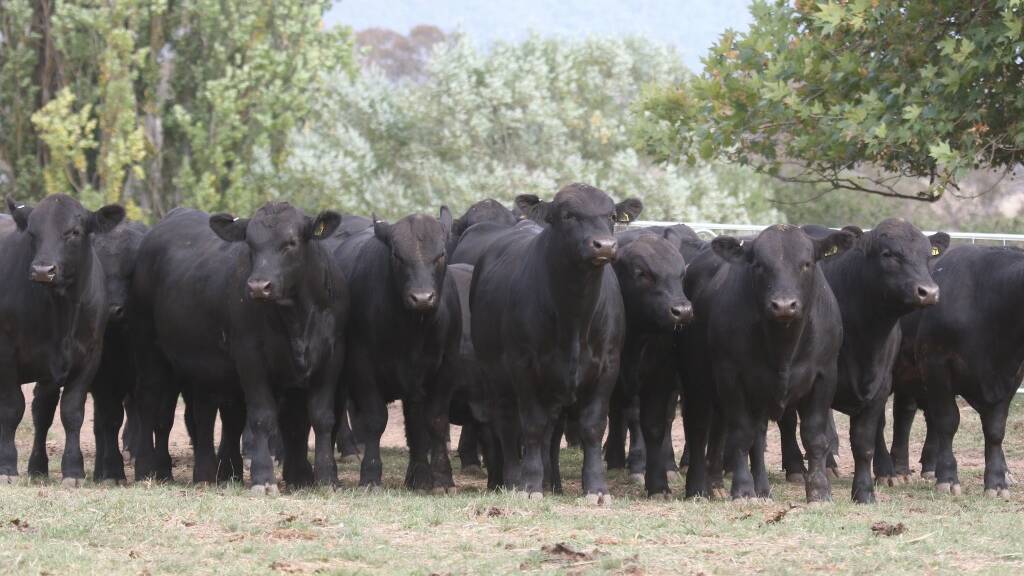 HIGH QUALITY: The exceptional draft of 50 bulls includes 10 18-month-olds and 40 13-month-olds, with sons of Sydgen Enhance, Musgrave 316 Exclusive and Lawsons Momentous in teh catalogue.
