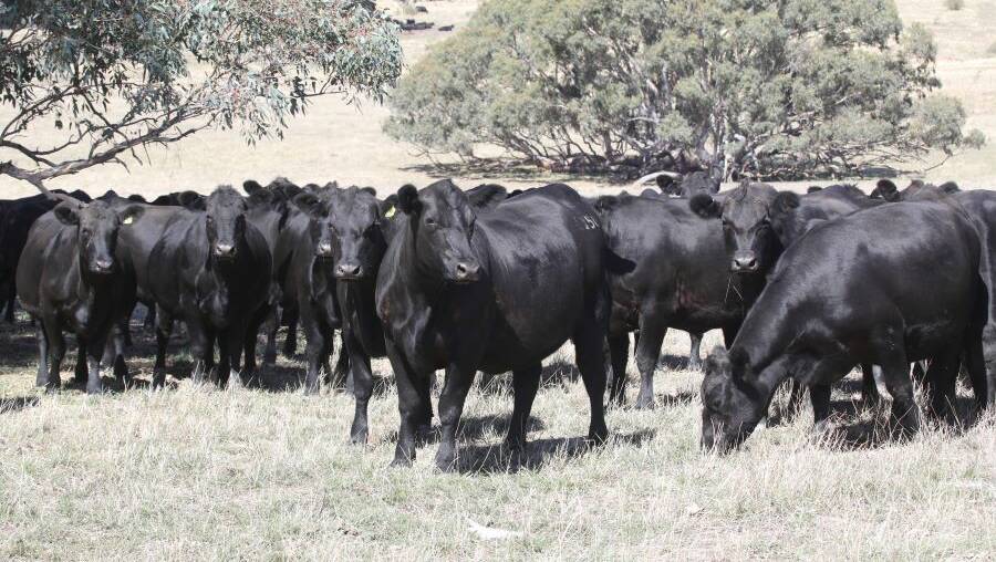 BREEDER OPPORTUNITY: The April 13 sale features registered females - PTIC heifers and yearling heifers - which are usually not available from Riga Angus.