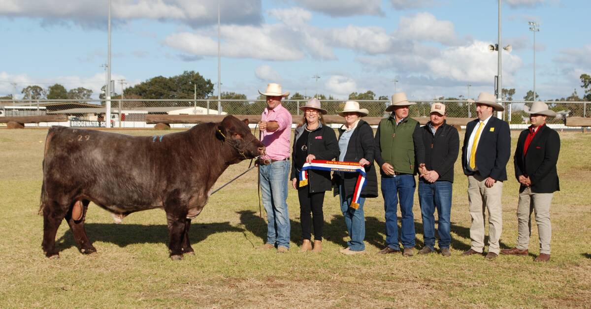 Vendors Trent and Janelle Johnstone, Ronelle Park, Lyndhurst, buyers Andrea, Peter and Lachlan Falls, Malton Shorthorns, Finley, with James Brown, Ray White, and Ryan Bajada, Elders. The Johnstones sold the $106,000 record breaking bull Ronelle Park Slurpie S29 at the 2023 sale. Picture by Rebecca Nadge