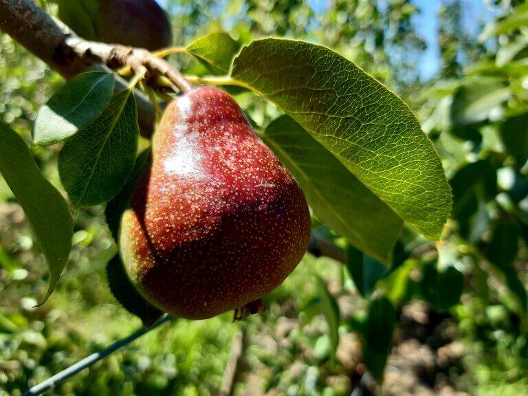 RIPE: One of the newest pears on the Australian landscape, Rico has a sweet flavour and attractive reddish blush.