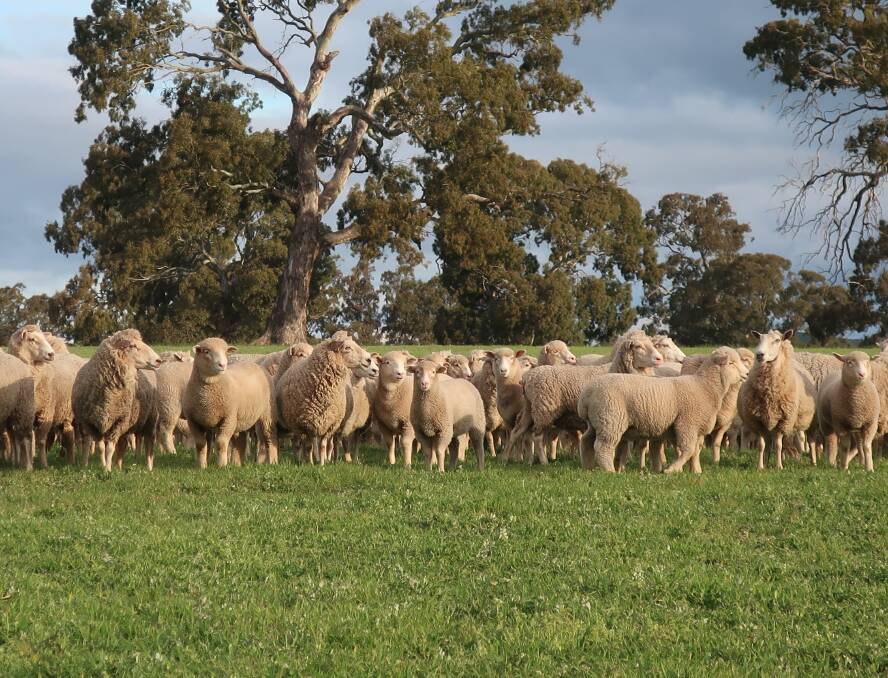 Antibiotic-free sheep pellet Blueprint Sheep 50 Natural, developed by animal nutrition experts Alltech Lienert Australia, is demonstrating performance and productivity benefits for the antibiotic-free lamb market. Picture supplied 