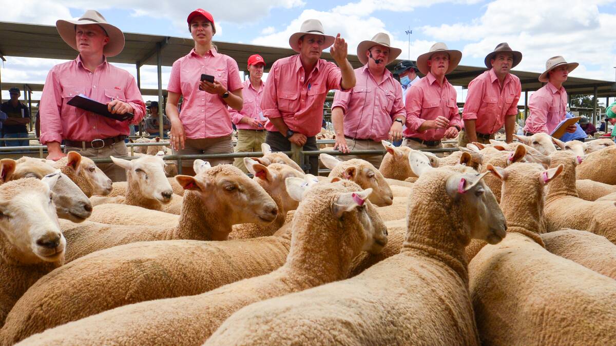 Prices continue to ease at the saleyards. Photo: Darren Howe. 