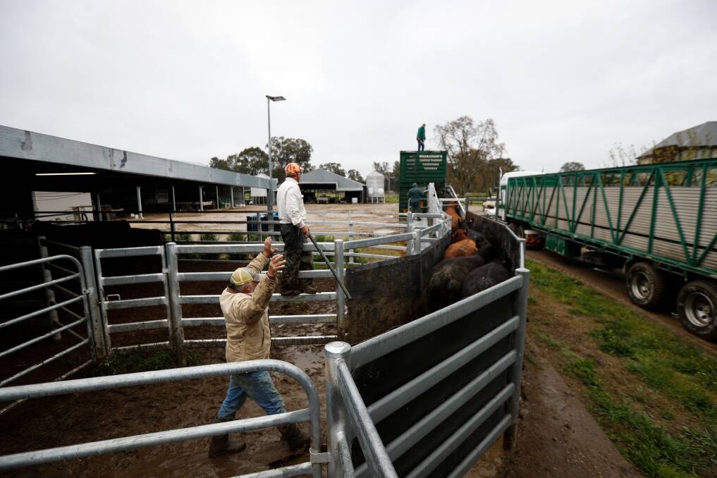 Farmer Andrew Watson ushering some of his cattle into transport trucks on Wednesday as he continues the massive task of relocating stock away from his flood-affected Bungowannah property. Picture by James Wiltshire