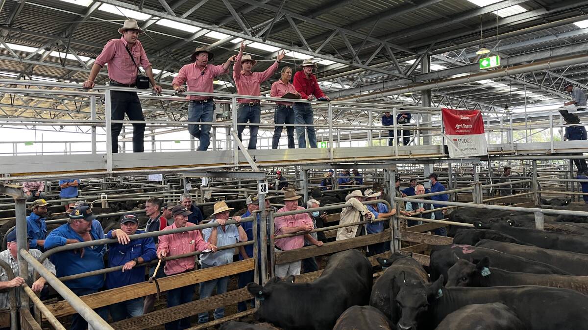 ABout 8000 cattle will go under the hammer at Wangaratta in Victoria's north-east during the southern weaner sales series. File picture