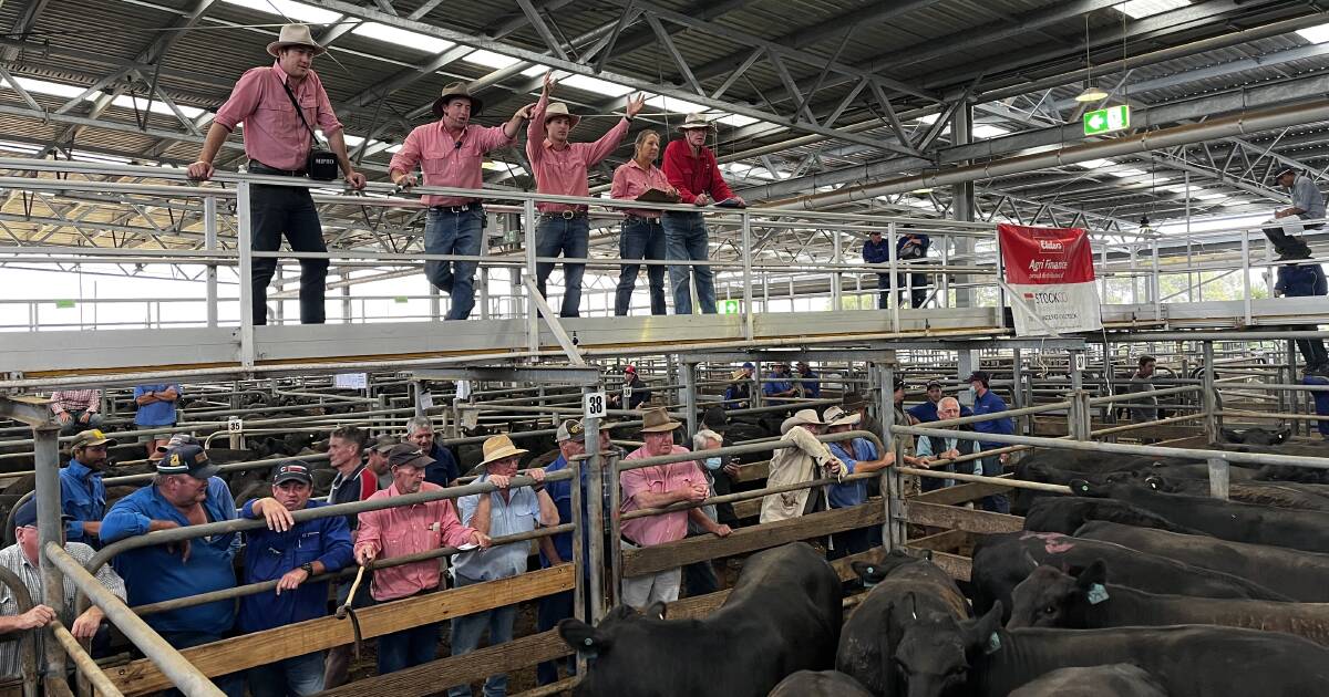 Wangaratta saleyards to host 8000 cattle across two weaner sales