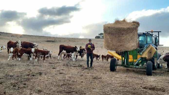 Mr Lambert feeds cattle on his 485-hectare property Taronga at Paschendale.