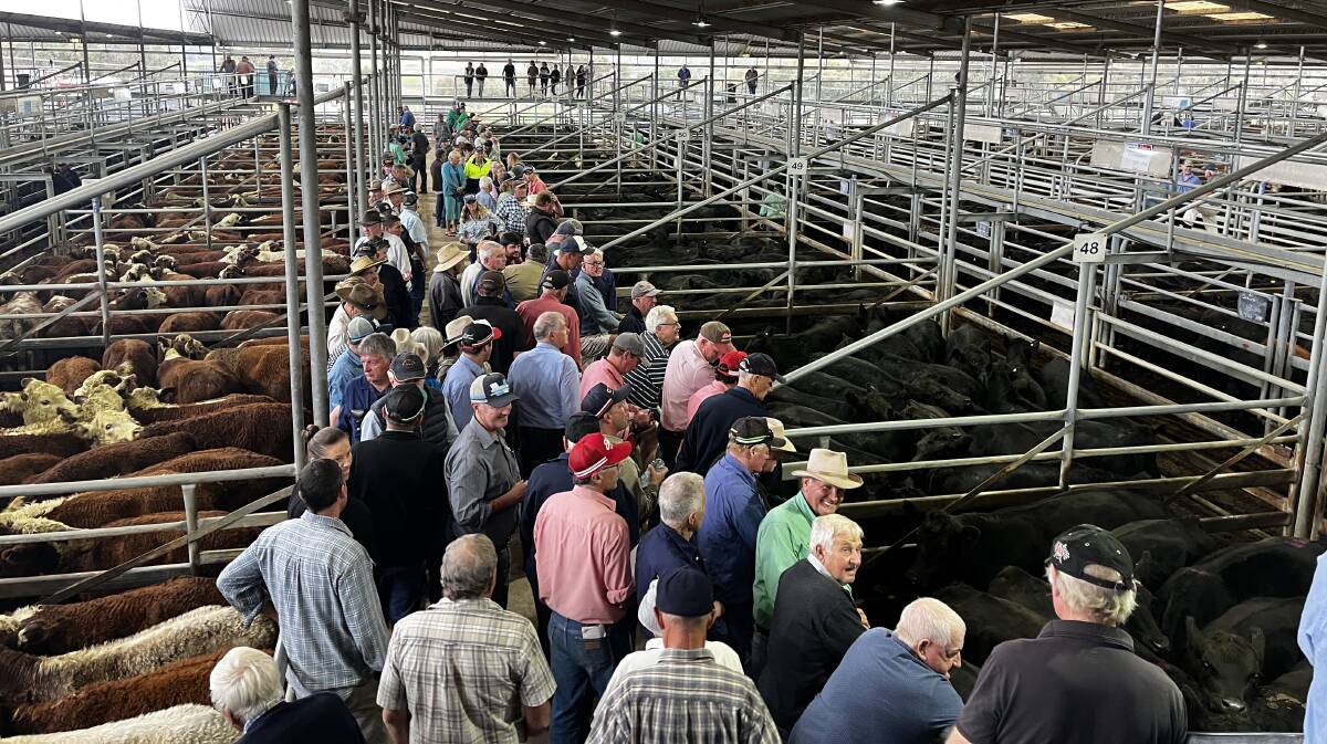 Agents described the fortnightly store cattle sale at Bairnsdale as "tough going". File picture