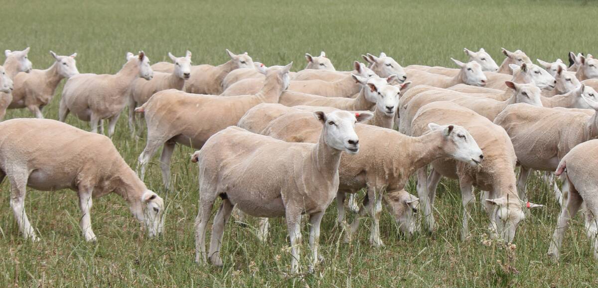 The group of 2022-drop Chromedale sale ewes which made $160 a head. Picture supplied