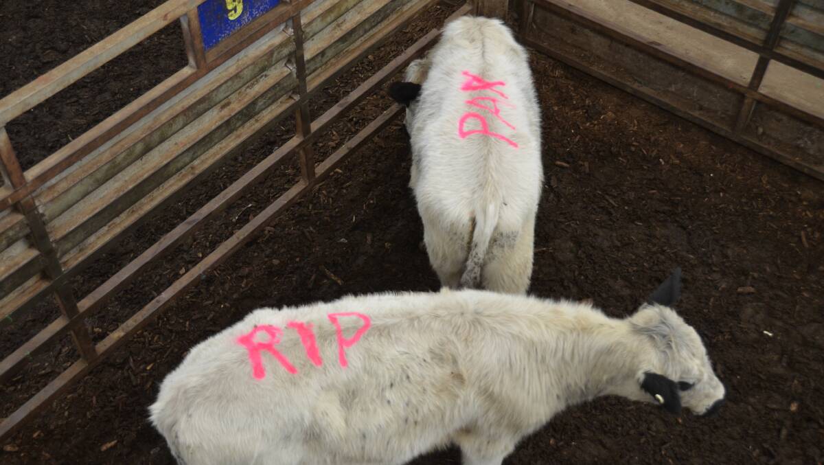 The three last cattle sold at Pakenham were spray painted, with these two featuring 'RIP' and 'PAX', signalling the closure of the VLE. Picture by Bryce Eishold