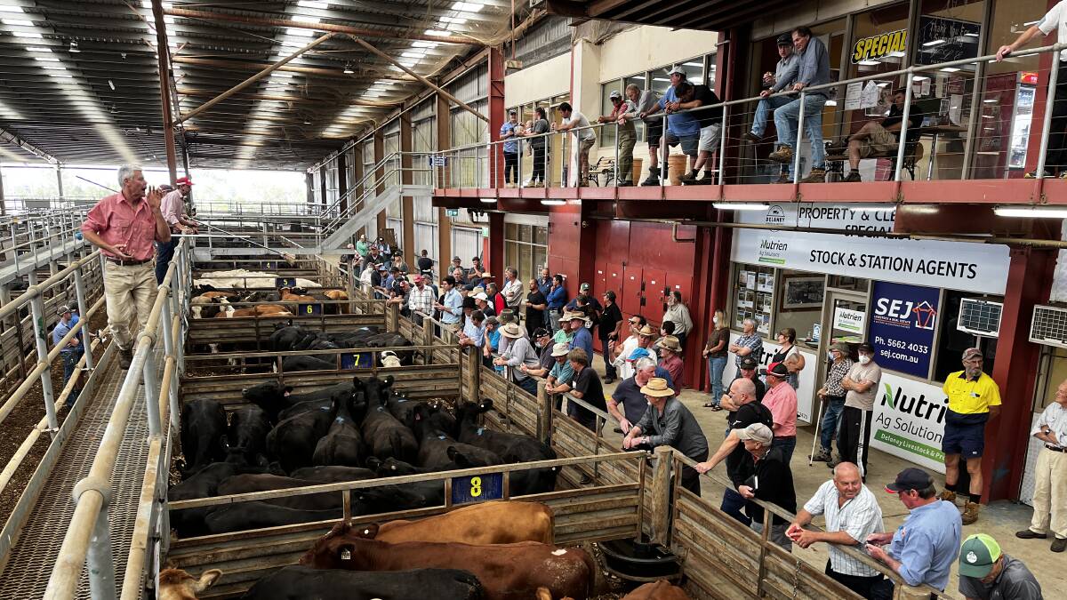 More than 93,000 cattle passed through the Victorian Livestock Exchange at Pakenham in 2022-23. Picture by Bryce Eishold