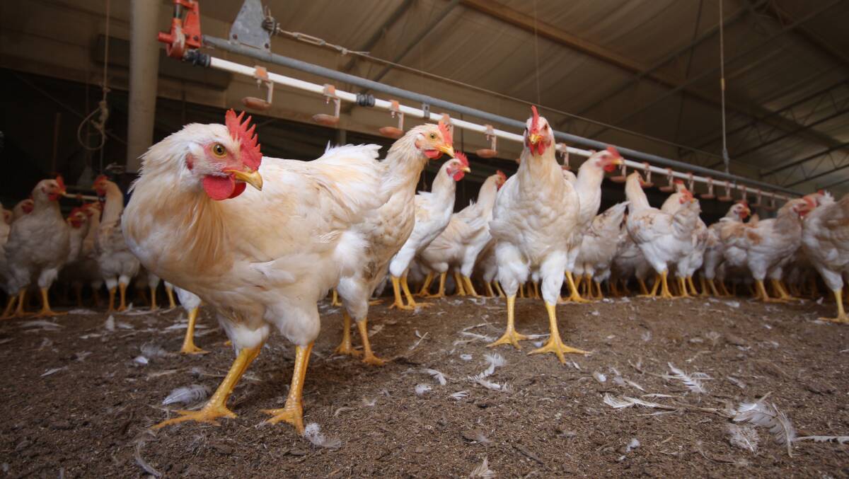 Victorian poultry farms are on alert after 570,000 birds were destroyed due to avian influenza. File picture