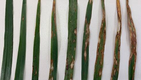 COLOUR CHANGE: Signs of foliar disease red leather leaf on oat leaf, from early stages on the left, to a heavy disease burden on the right.