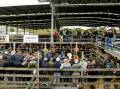 The Warrnambool saleyards closed in June 2023. Picture by Anthony Brady