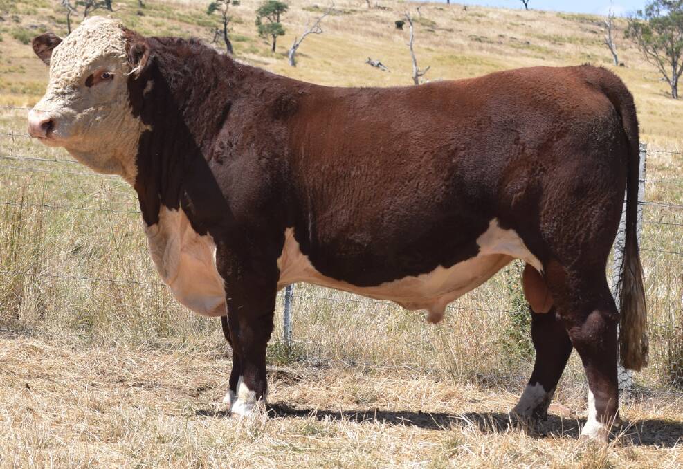 GOING WEST: Top-priced bull Guilford Roadworthy R035 sold to Tonebridge Grazing, Boyup Brook, WA, for $26,000.