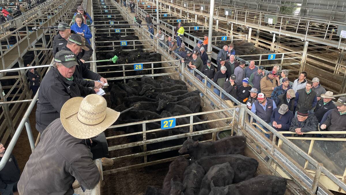 Victorian Livestock Exchange has announced agents will be split across weekly store sales at Leongatha's saleyards from August. Picture by Bryce Eishold
