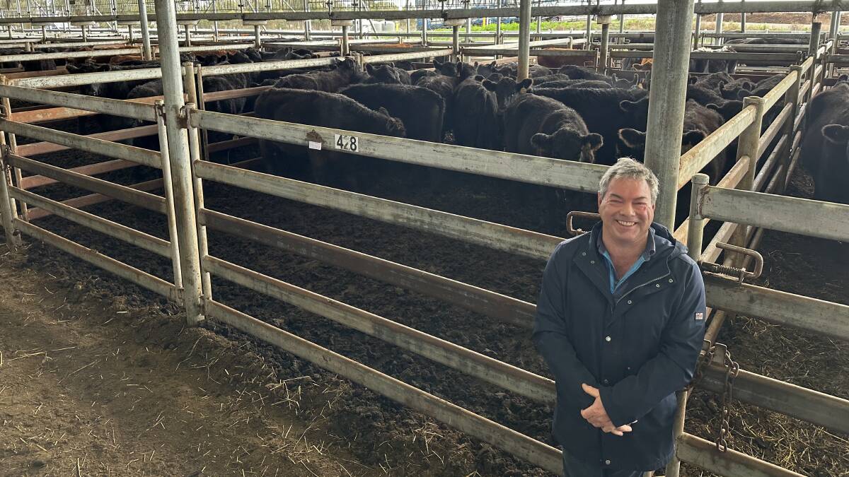 Rob Patterson, Drysdale, Purnim, sold 50 grown Angus steers for 393c/kg. Picture supplied
