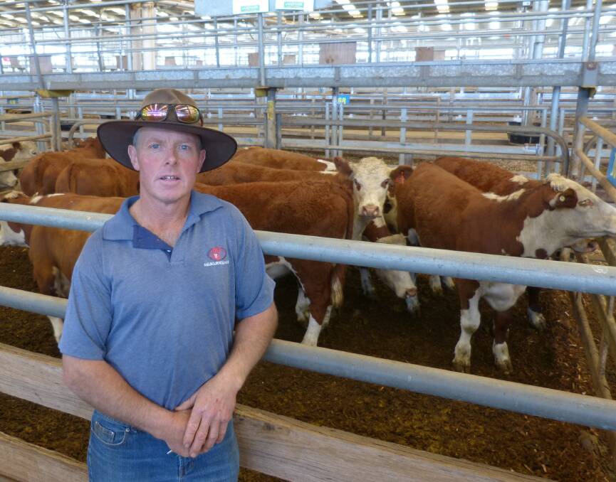 TIMING: Hereford producer Gary Anthony, Meeniyan, sold a line of Hereford heifers for live export which made $1300 a head.