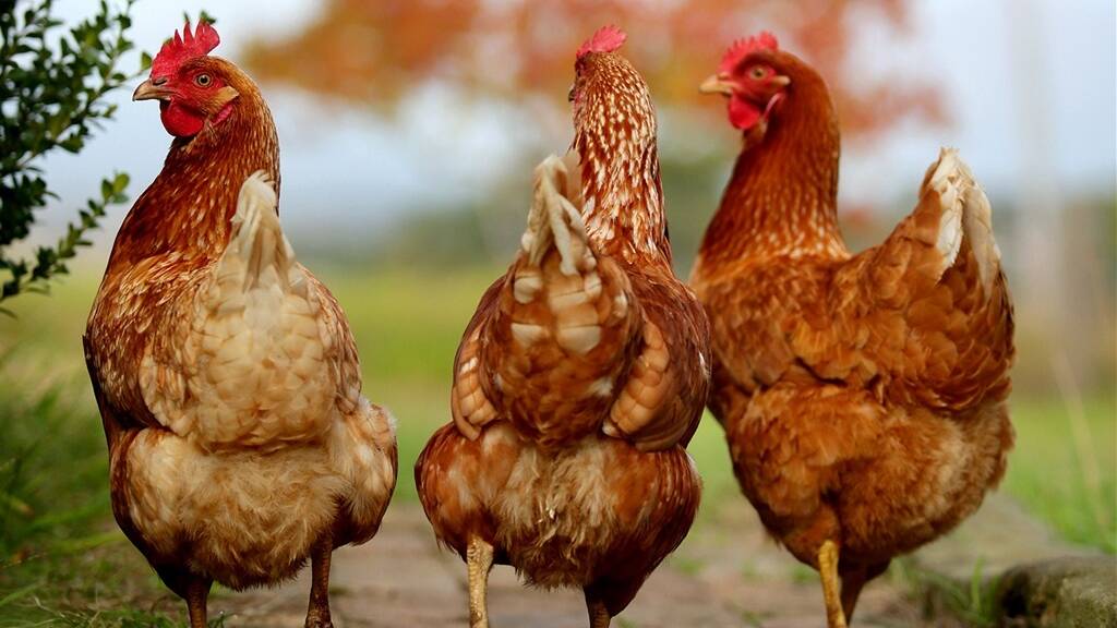 Poultry exhibits will be off the cards at the Melbourne Royal Show in September 2024. File picture
