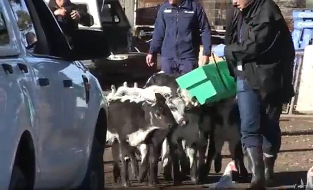 Police have recovered eight Speckle Park calves.