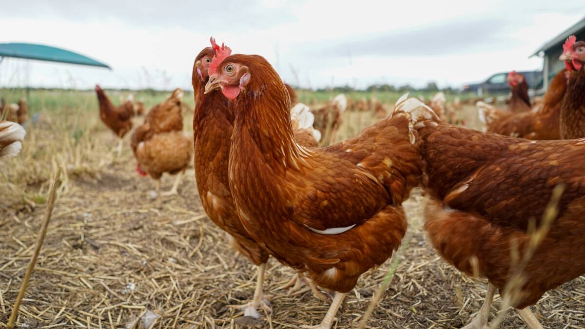 Avian influenza has been discovered at another poultry farm. File picture