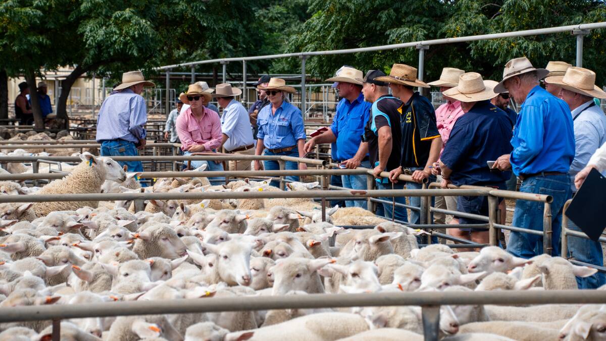 The buying gallery at a recent Dubbo, NSW, sale. Picture by Elka Devney