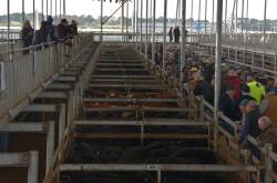 Vendors are getting cattle ready for the Mortlake weaner sale. Picture by Philippe Perez