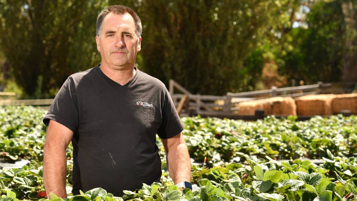 Turners Beach Berry Patch owner Craig Morris lost a lot of business as a result of the incursion.