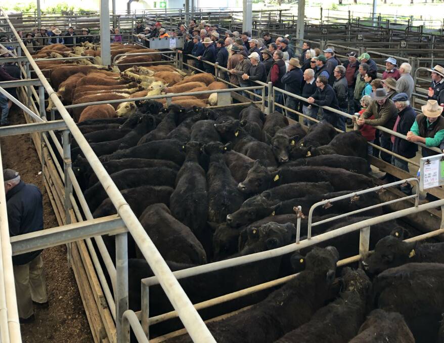 HIGH PRICES: Prices were higher at Wangaratta's grown steer and spring weaner sale. Photo by Reiley Murtagh.