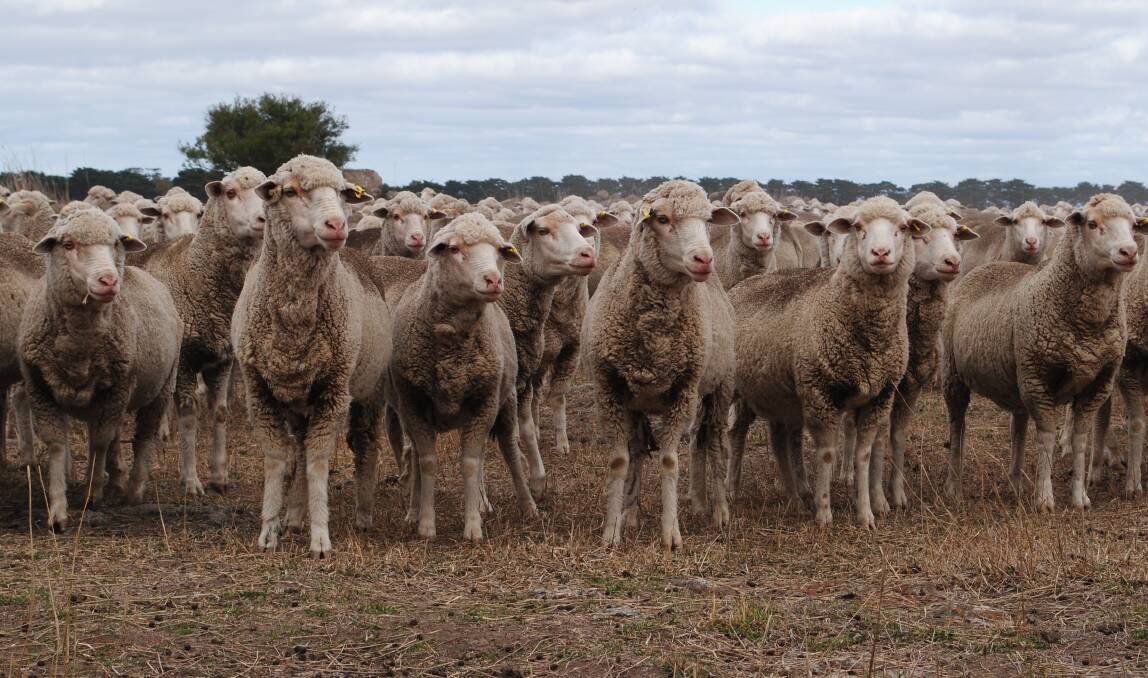 Russell Coad runs 4500 breeding ewes in a Dohne/Merino flock. Picture by Barry Murphy