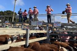 The Elders team in action at the 2023 weaner sales. Picture by Bryce Eishold