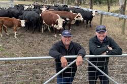 Glencairn manager Greg Richardson and farmhand Terry Knight will offer about 400 steers and heifers at next month's Casterton weaner sales. Picture by Kylie Nicholls 