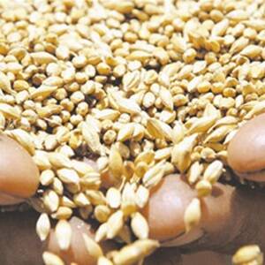 Battle to sell lower-quality grain