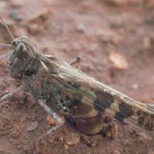 Locusts track south