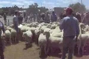 Wycheproof ewes to $232
