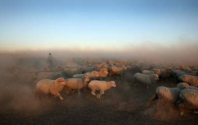 Livestock flocking to our greener pastures