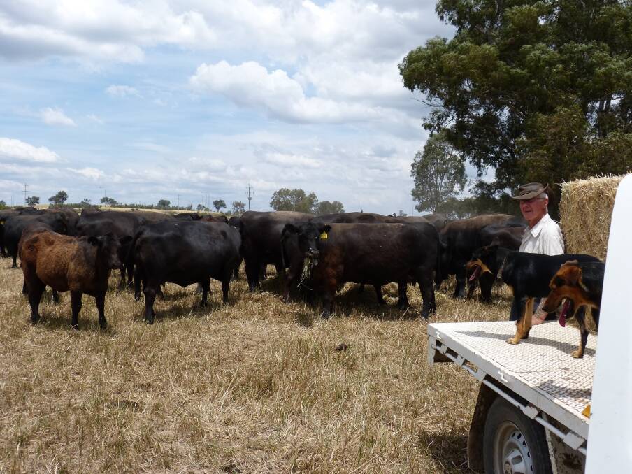 Noel Ryan, Longlea, Table Top, will select 40 Angus steers for the BUR Livestock sale on January 9. Mr Ryan’s steers will have been weaned three to four weeks by the sale day and will be 10-11 months-old. 